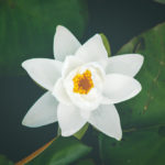 Shalva Nafshi