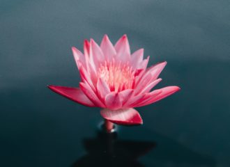 pink lily in water