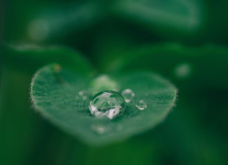 leave with water droplet